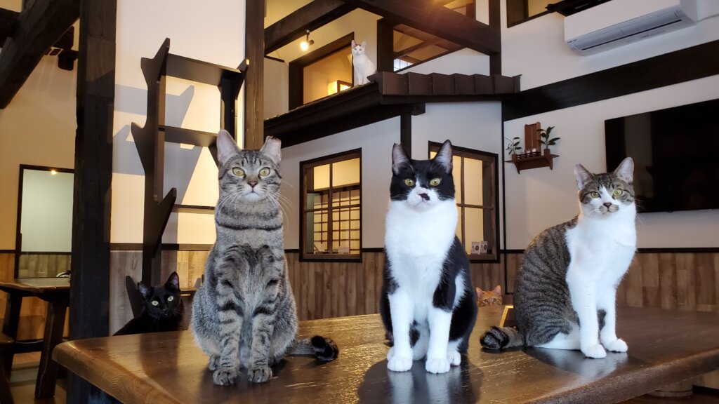 猫の月さくらやま 古民家猫カフェ 猫くら