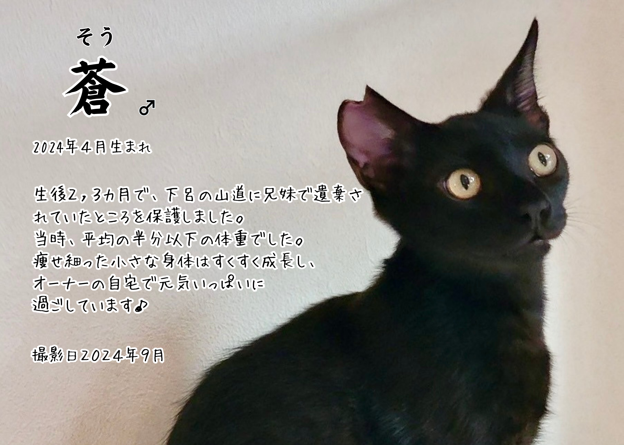 在籍猫たち -