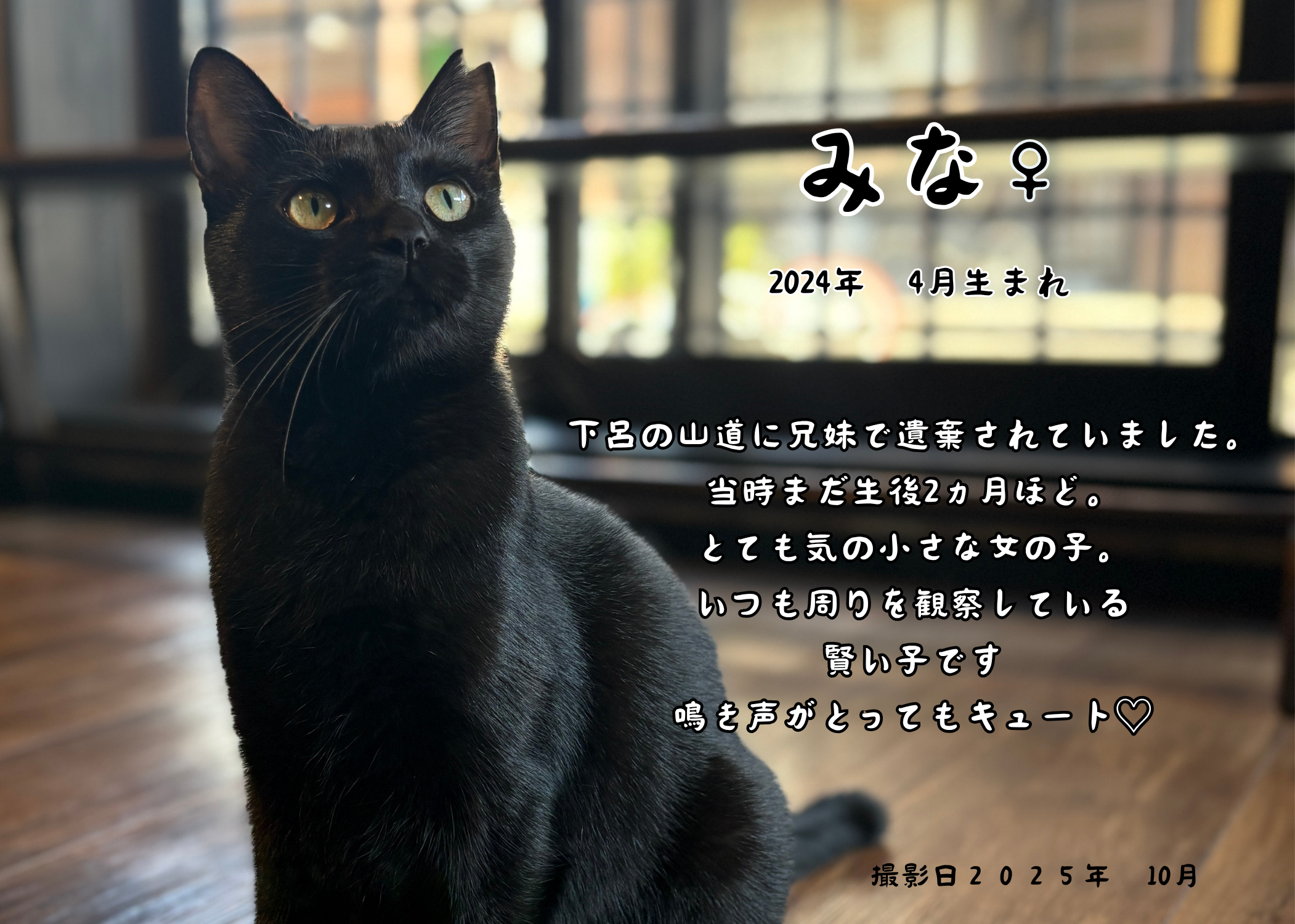 黒猫 プロフ5/25日～更新 在籍猫たち -